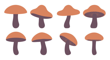 Various Shapes and Orientations of Edible Mushrooms for Culinary Use and Food Illustration