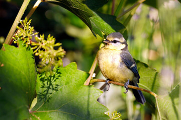 blue tit, cyanistes caeruleus, sitting on a grapevine leaf on summer, portrait of a bird in the vine