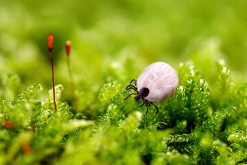 engorged female deer tick, Ixodes ricinus, crawling in the moss, close-up of a blood-fed parasite in the wood