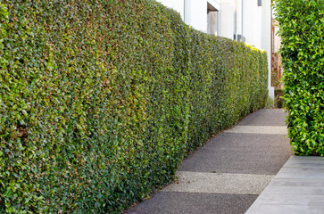 A neatly trimmed hedge forms a dense green wall along a pedestrian pathway between modern...