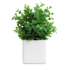 Beautiful artificial plant in flower pot isolated on white