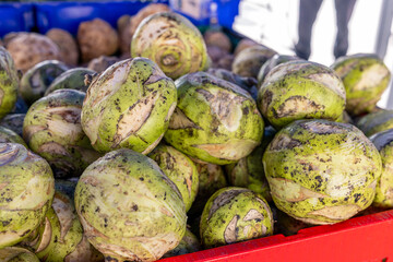 fresh Swedish turnip 