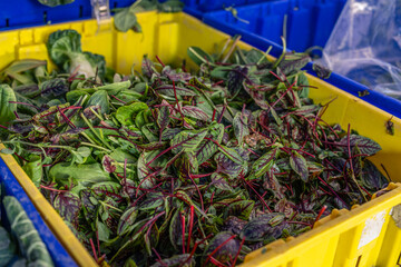 fresh organic salad on the market 