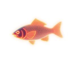 Fototapeta premium goldfish isolated on white background