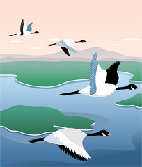 Cranes flying over the sea