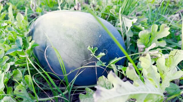 Watermelon farming in lush green fields, Summer watermelon harvest in open fields, Natural watermelon growth process in fields