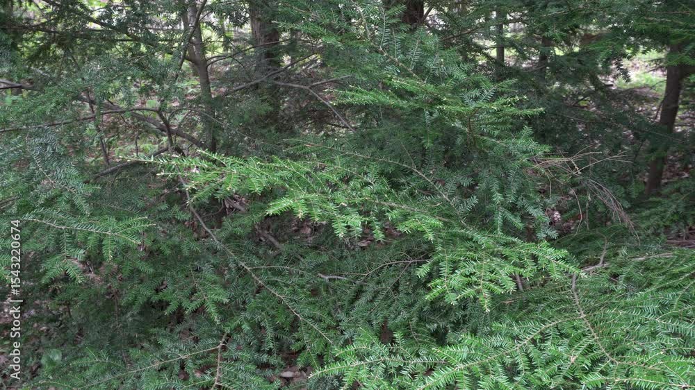 Poster a close-up view of conifer branches gently swaying in the wind. it is truly a beautiful scene of nat