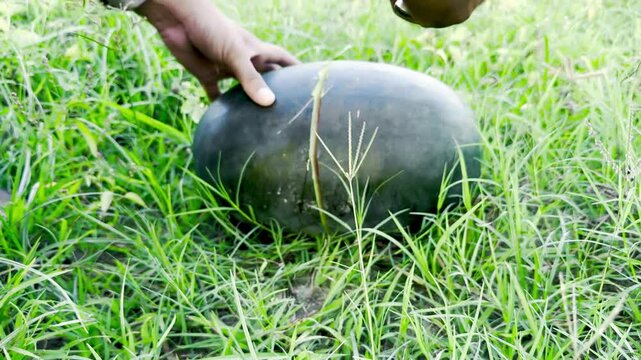 Giant Watermelon Growing Proudly in a Lush Green Field, Big Juicy Watermelon Surrounded by Leaves in Open Farmland