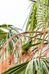 Psittacula krameri pertenece a la familia de Psittaculidae.