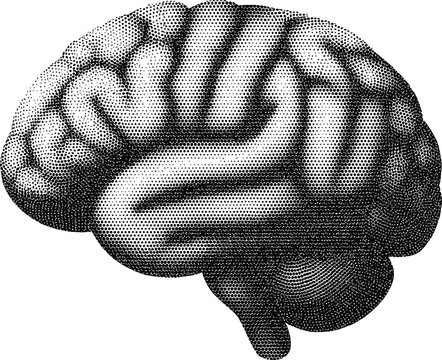 Human Brain Silhouette: An artistic monochrome rendering of the human brain, showcasing intricate folds and contours. Depicting a symbol of intellect and cognitive function.