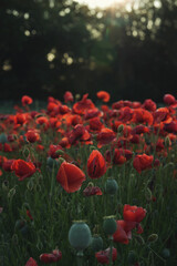 Scenic Poppy Field in Full Bloom – Tranquil Nature Landscape