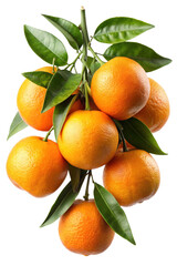 A cluster of fresh and juicy tangerines hanging on a branch with leaves