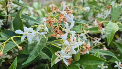 Trachelospermum jasminoides is a species of flowering plant in the family Apocynaceae, native to...