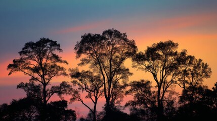 Fototapeta premium Silhouette of Trees at Sunset with Vibrant Sky