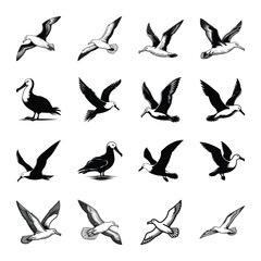 Albatross bird bundle vector illustration isolated on a white background

