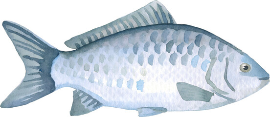 Watercolor illustration of a fish on transparent background. © beyouenked