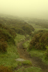 Foggy woodland path in Dartmoor National Park, England. A moody forest trail disappearing into the...