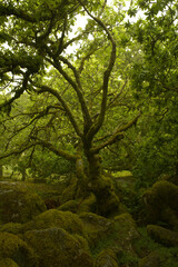Vertical view of a deep forest in Dartmoor with ancient trees and mossy trunks. Green canopy and layered woodland tones evoke a peaceful and mystical mood.