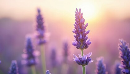 Close-up photo lavender field with soft focus. Violet flowers bloom against blurred background, lit by warm sunlight. Floral beauty, springtime aroma, peaceful scenery, fresh countryside environment.