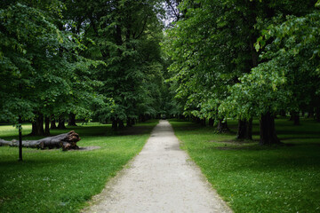 Fallen Tree in Green Park – Peaceful Summer Nature Scene