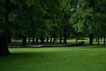 Fallen Tree in Green Park – Peaceful Summer Nature Scene
