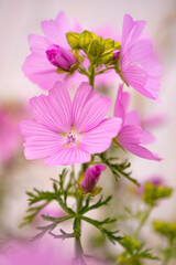 The Musk mallow (Malva moschata) is a species of the mallow genus (Malva). Macro photograph of the delicate pink flowers and buds, stamens and pistils. Wild plant by the wayside in June.