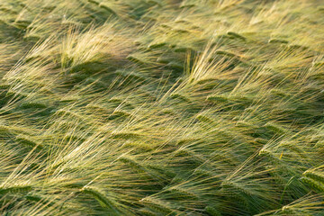 Barley (Hordeum vulgare), a member of the grass family, is an important grain used for brewing beer and whiskey. Beige-green ripening ears, stalks and awns in a field in warm light. Selective focus.