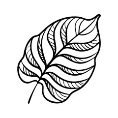 A leaf showing inner details of veins and structure 