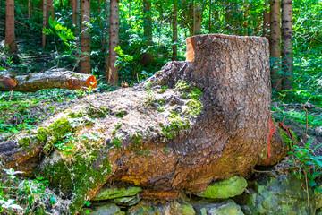 Sawn off tree stump trees stumps in the forest Tyrol Austria.