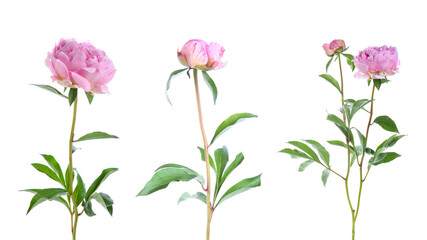 Fototapeta premium Set of beautiful pink peonies on white background