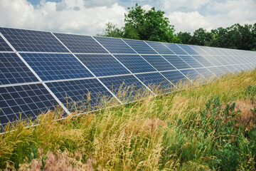 Solar panels in a rural field surrounded by overgrown grass and wild vegetation