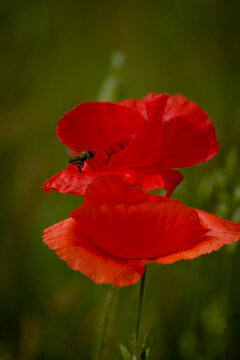 poppy in the meadow on a sunny day. Red poppy. Bee