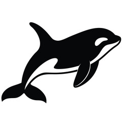 Obraz premium Sleek black and white silhouette of a swimming orca killer whale marine mammal vector