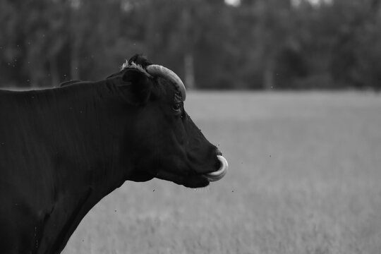 cow, bull in a meadow with flies flying. photo from the side, the animal has its tongue stuck out, licks itself