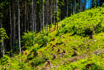 Sawn off tree stump trees stumps in the forest Tyrol Austria.