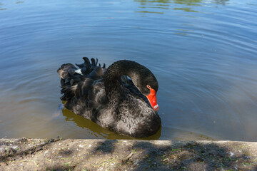 Graceful black swan with red beak swimming in pond in park in sunny day, with water reflections in...