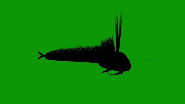 Hairtail Black Silhouette Animation Right Side  on Green Screen