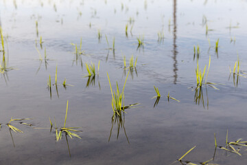  田植え後の水田（雪若丸）