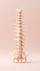 Fototapeta premium A detailed medical illustration showcasing a human spine against a soft pink backdrop, perfect for anatomical studies and healthcare promotions.