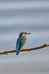 kingfisher at the river Maas