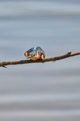 kingfisher at the river Maas