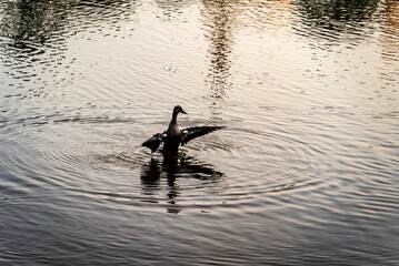 羽根を広げるカルガモ