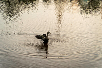 羽根を広げるカルガモ