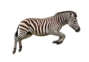 Striped Power: A Zebra in Motion on transparent background