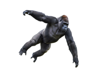 Powerful Gorilla: A Dynamic Pose Against Black Background on transparent background