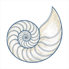 Obraz premium Conch Shells Vector