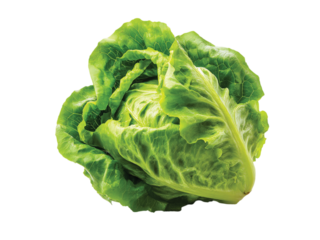 Green butterhead lettuce isolated on a transparent or white background