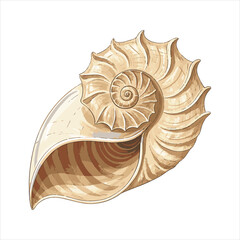 Conch Shells Vector
