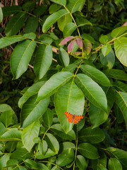 La beauté fragile d'un papillon se détachant sur le feuillage luxuriant noyer