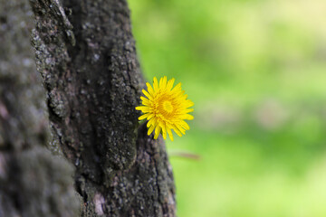 Yellow dandelion against the background of wood texture and green grass. Bright and saturated...